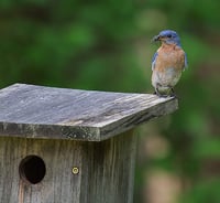 Bluebird perched on a nest box